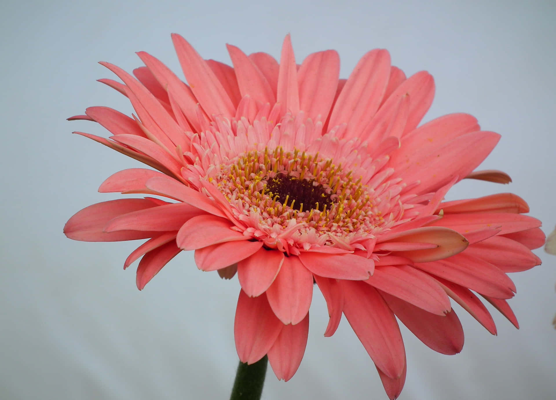 An Explosion Of Color - Colorful Daisies Background