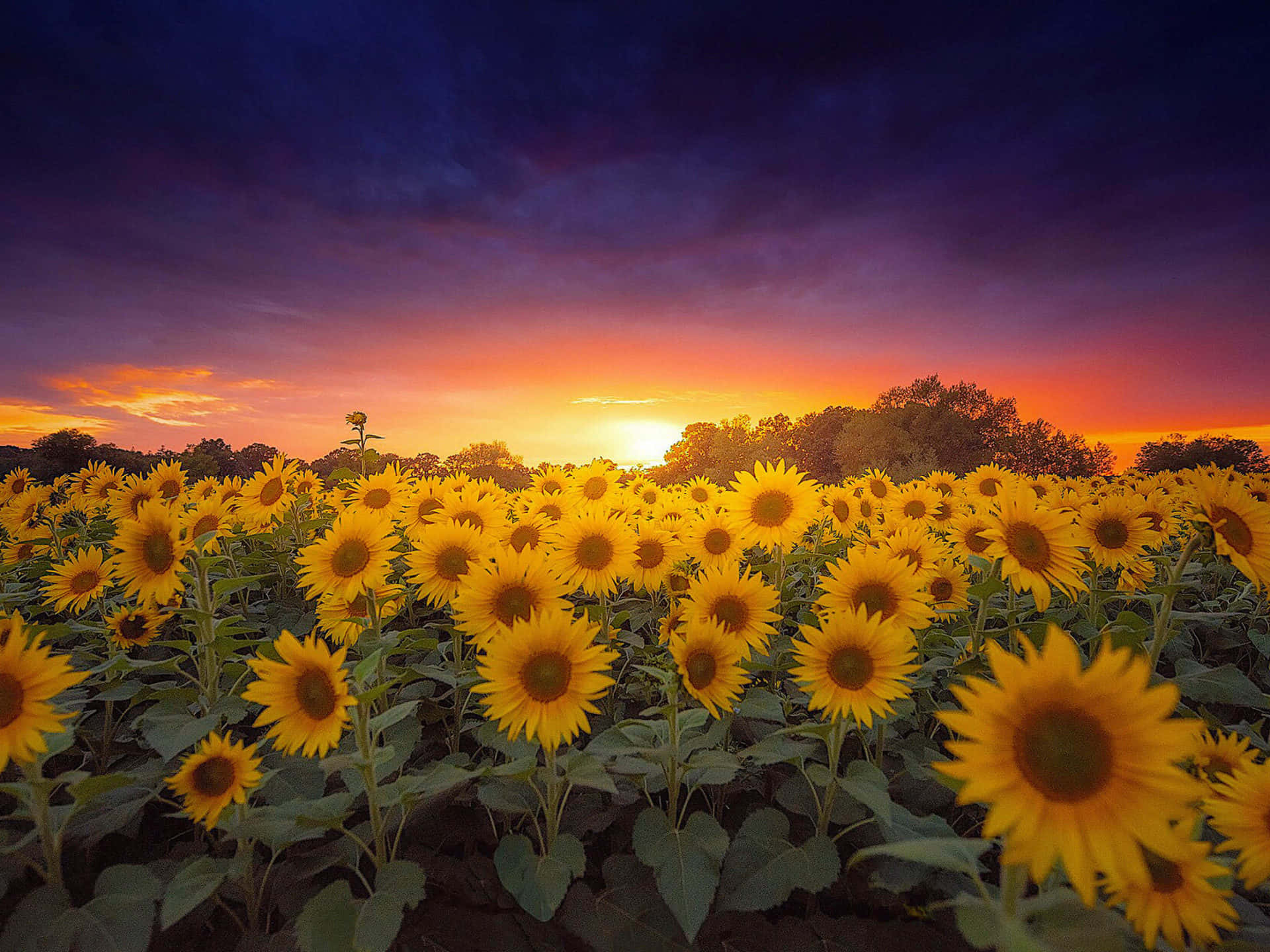 An Exquisite And Dark Sunflower Background