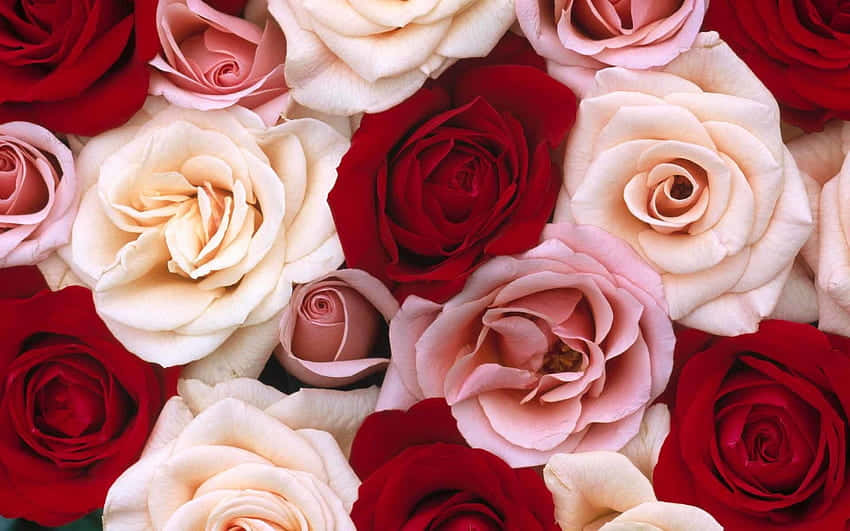 An Exquisite Bouquet Of Red And White Roses. Background