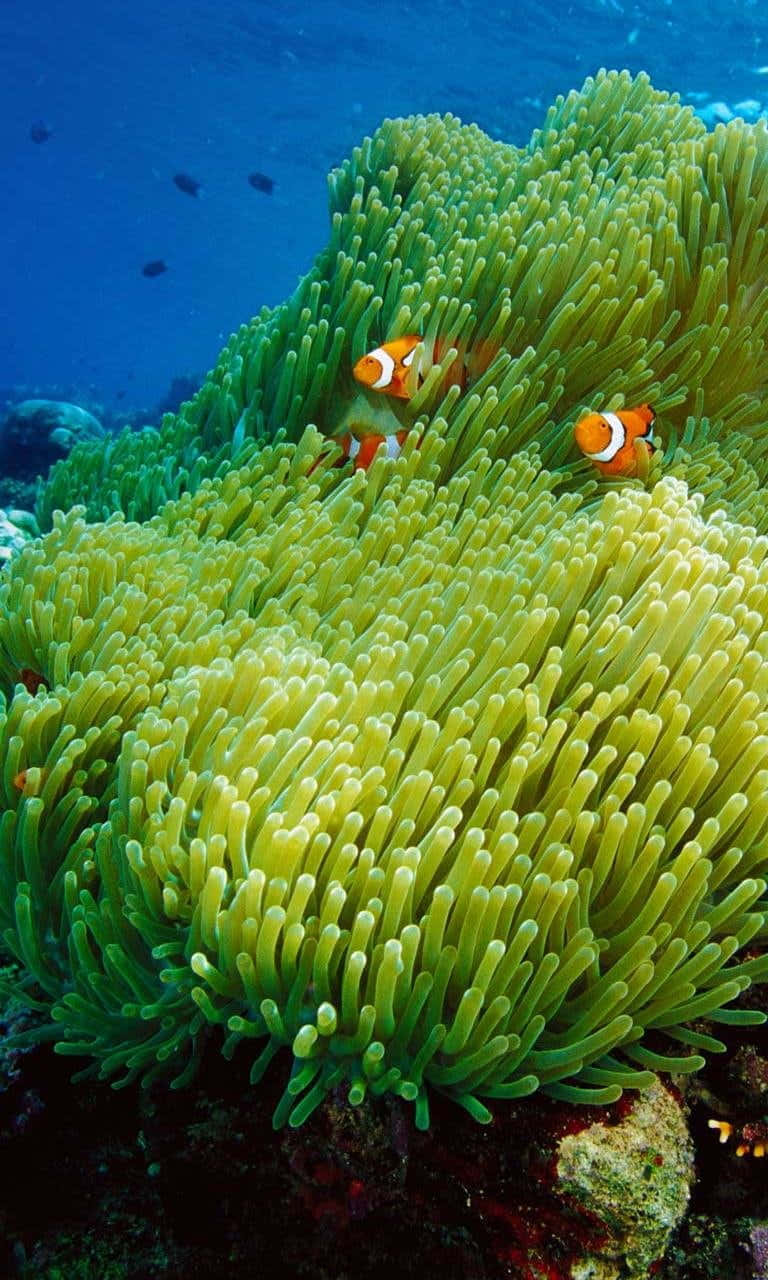An Eye-catching Clown Fish Looking Into The Iphone Lens Background