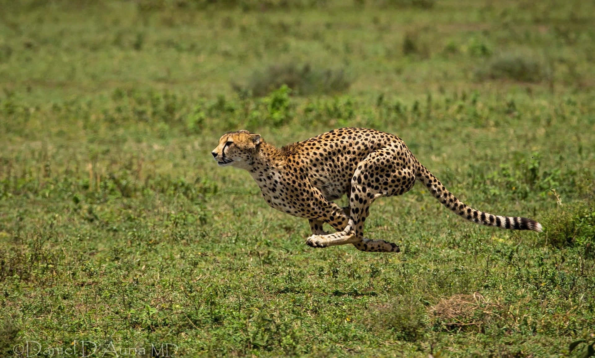 An Hd Image Of A Cheetah Running In Its Natural Habitat. Background