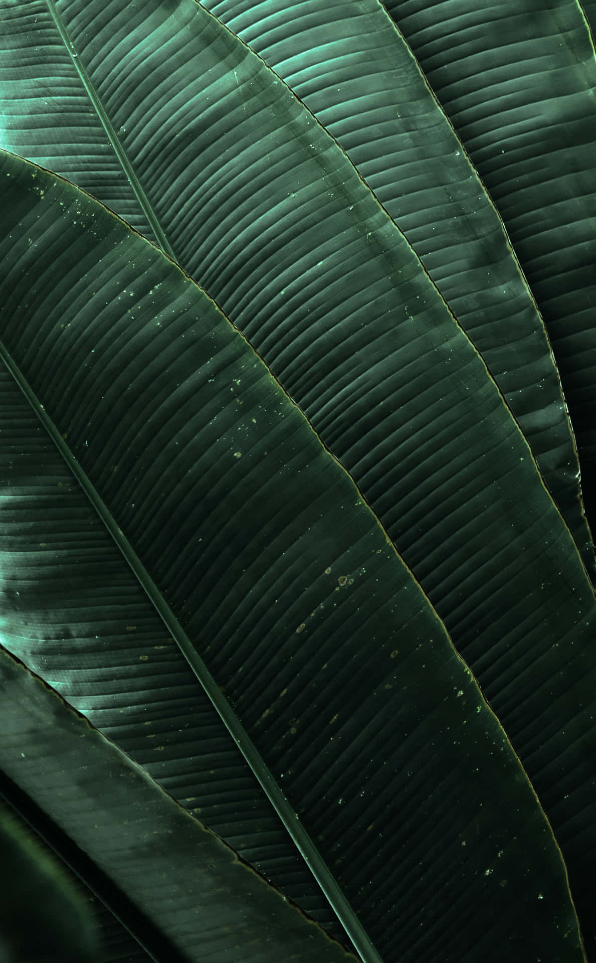 An Idyllic Beach With Beautiful Emerald Palm Leaves Swaying Above The White Sand. Background