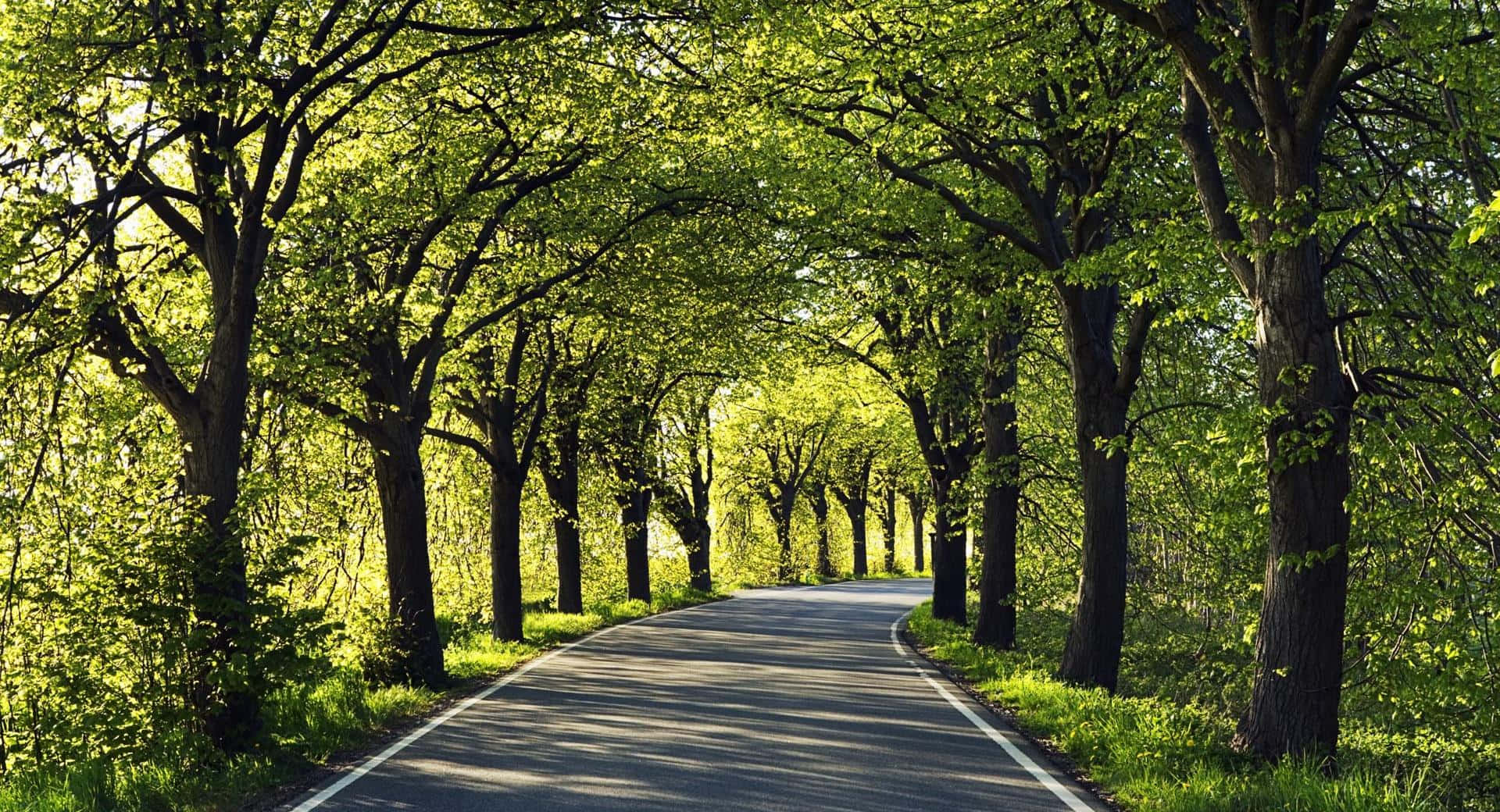 An Idyllic Escape Among The Trees