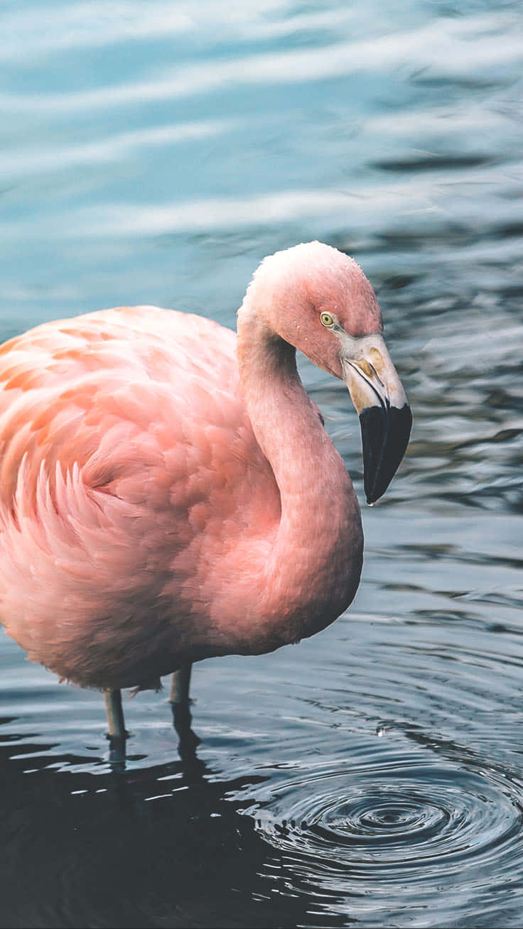 An Idyllic Flamingo Peacefully Standing On The Serene Waters Of A Tropical Beach Background