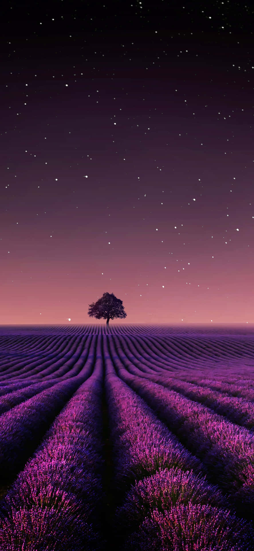 An Idyllic Lavender Field