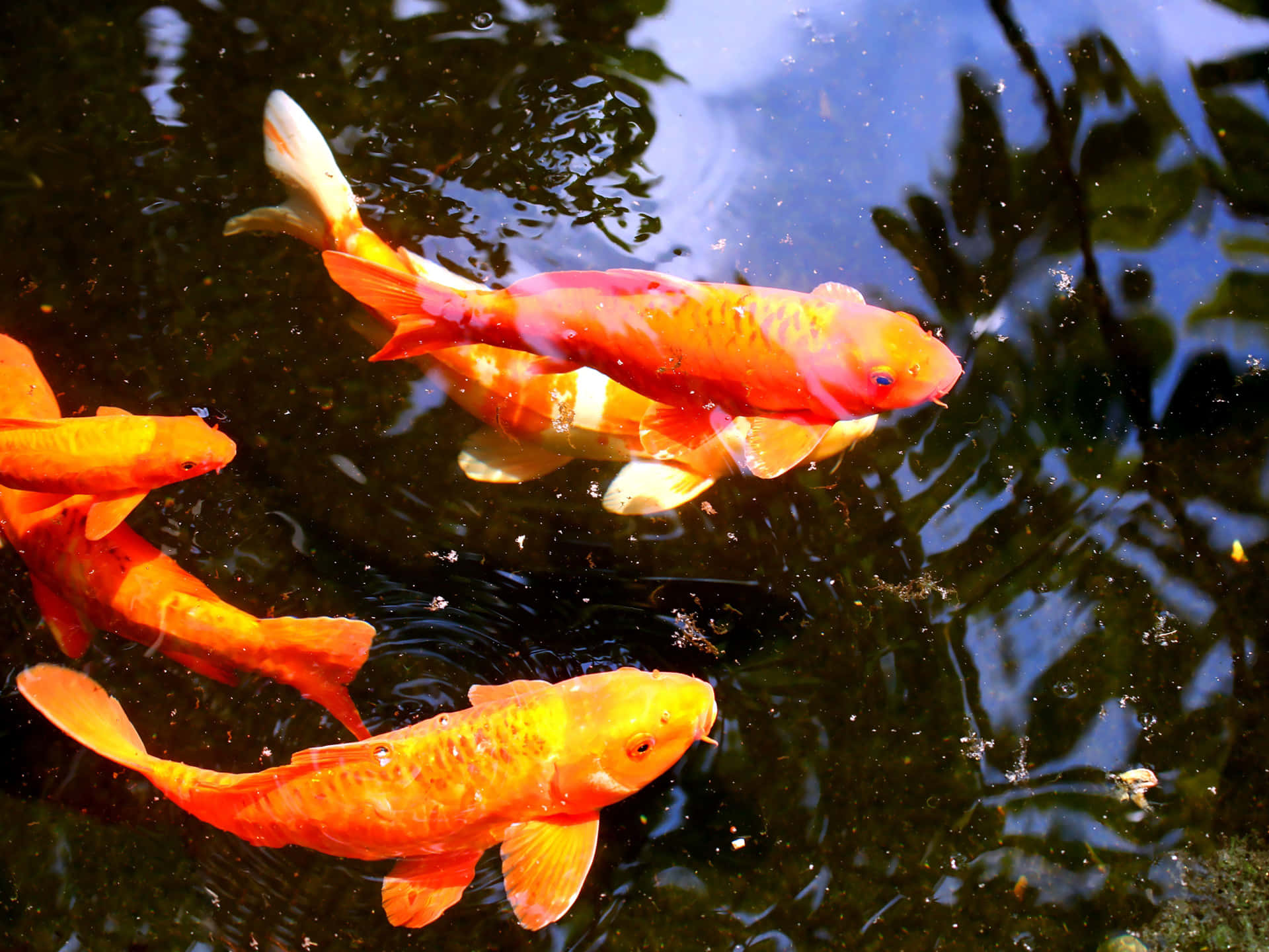 An Idyllic Pond Of Live Koi Fish Background