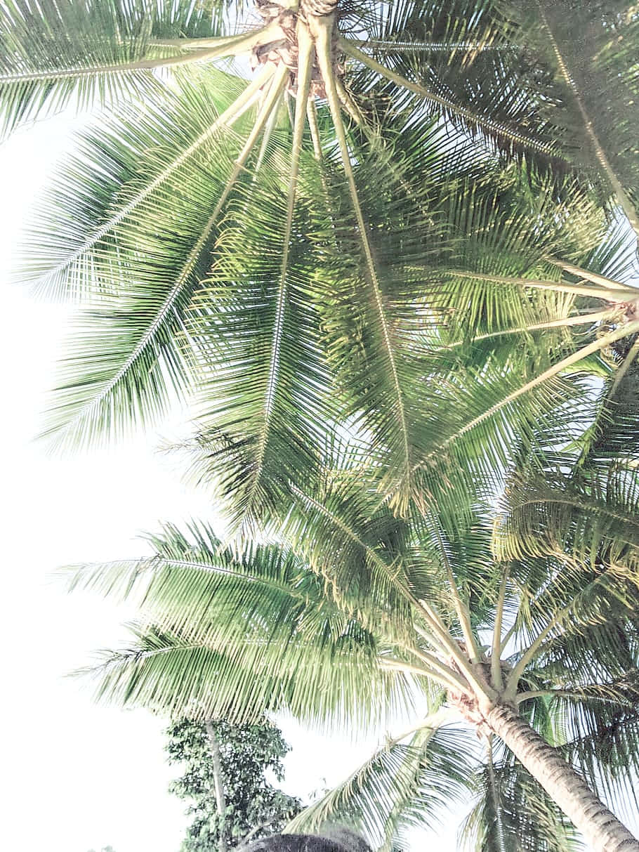 An Idyllic Scene Of A Palm Tree In The Distance Among A Sandy Beach