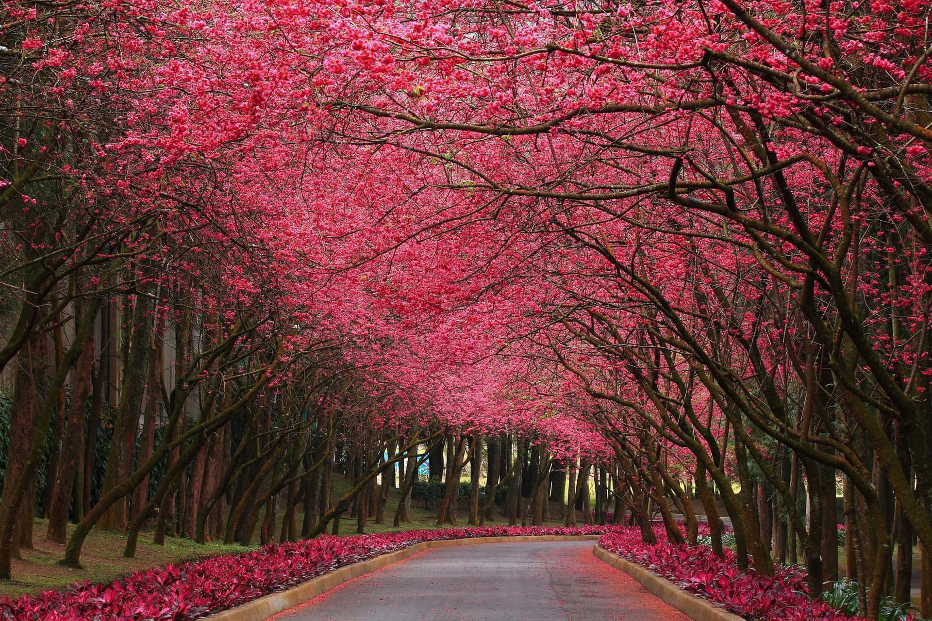 An Idyllic Scene Of Adjacent Pink And Yellow Trees.