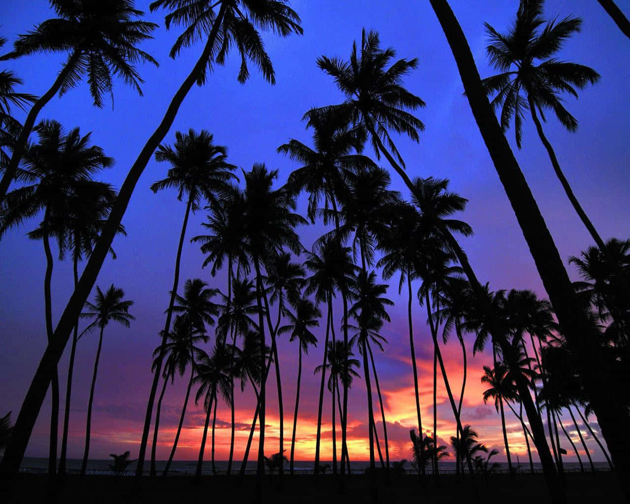 An Idyllic Shot Of A Cute Tropical Palm Tree. Background