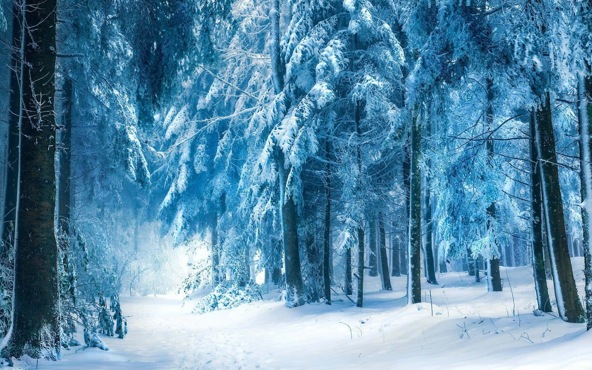 An Idyllic Snowy Winter Forest Background