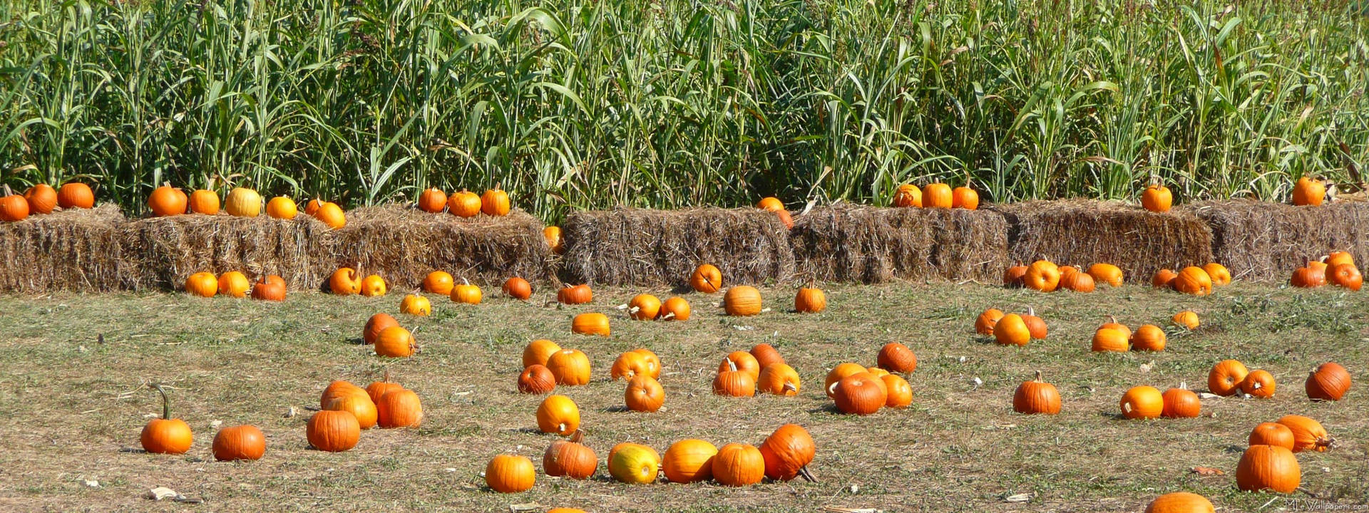 An Idyllic View Of A Rural Fall Farm Background