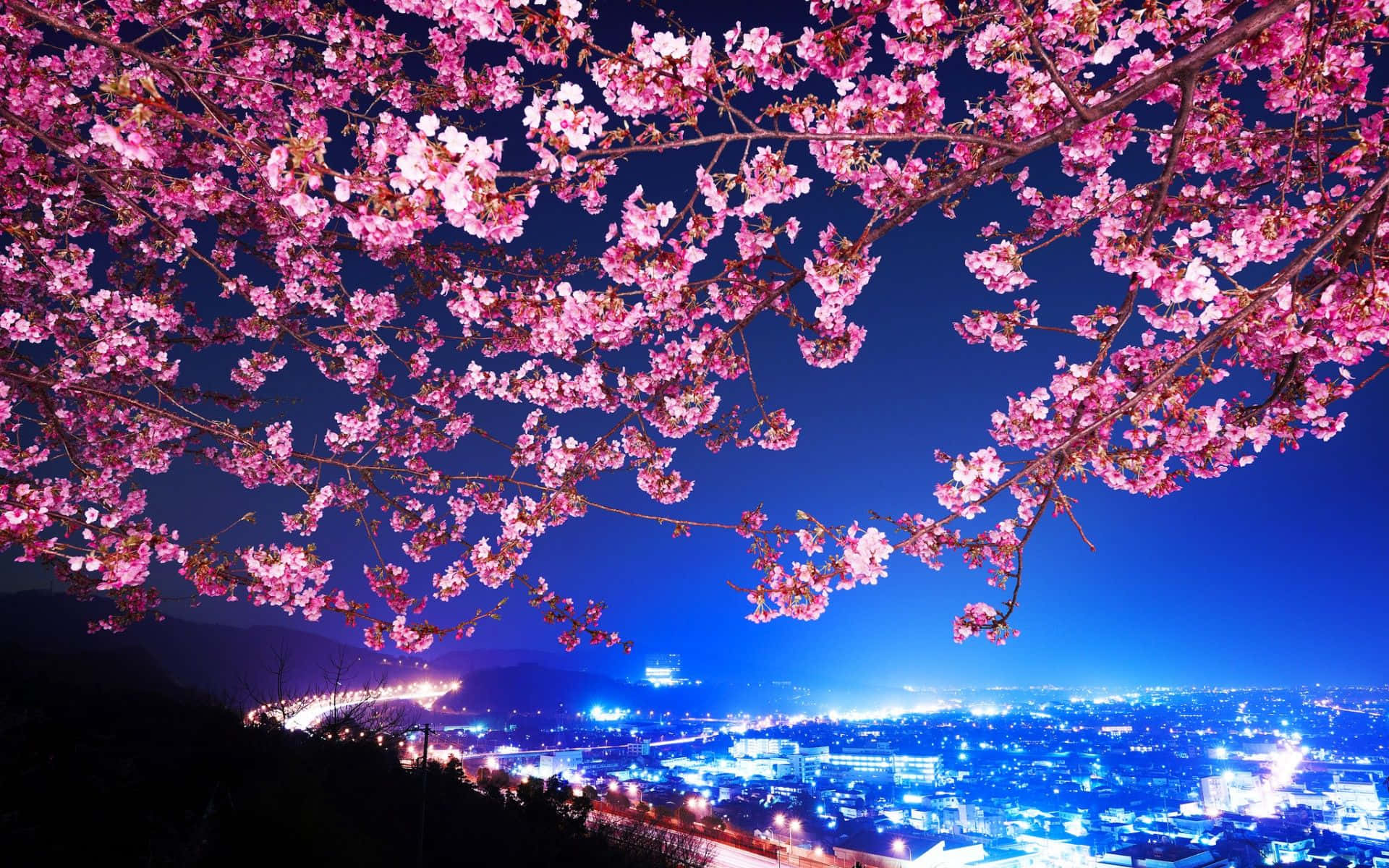 An Illuminating View Of Nighttime Cherry Blossoms Background