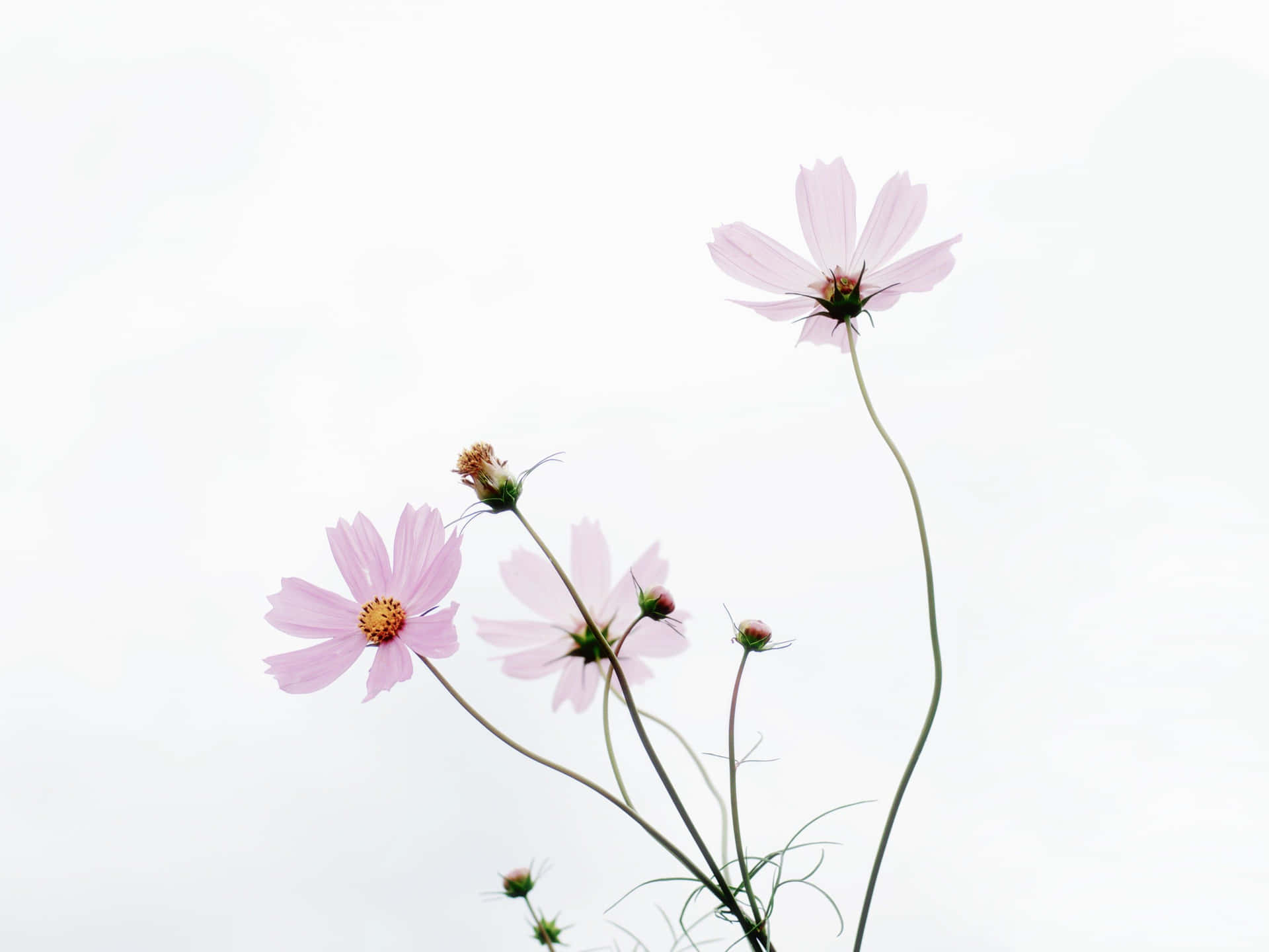 An Illustration Of A Minimalist Flower Background