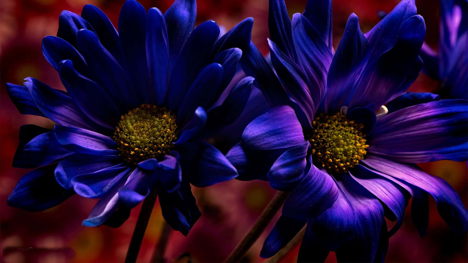 An Innovative, Gorgeous Laptop For All Your Tech Needs