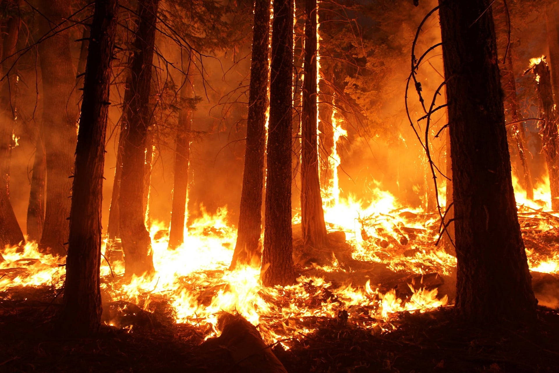 An Intense Forest Fire In High Temperature Background