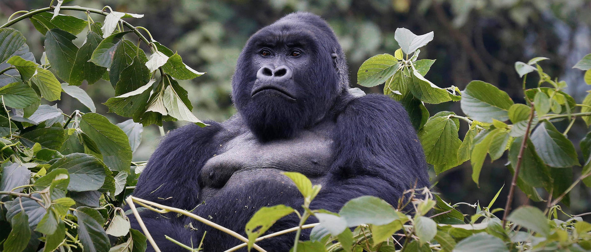 An Intimidating Closeup Of A Gorilla Background