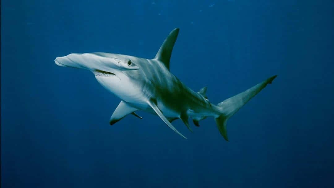 An Intimidating Menace Roams The Depths Of The Ocean - The Hammerhead Shark Background