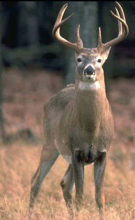 An Majestic Whitetail Deer Grazes In The Midst Of Nature Background