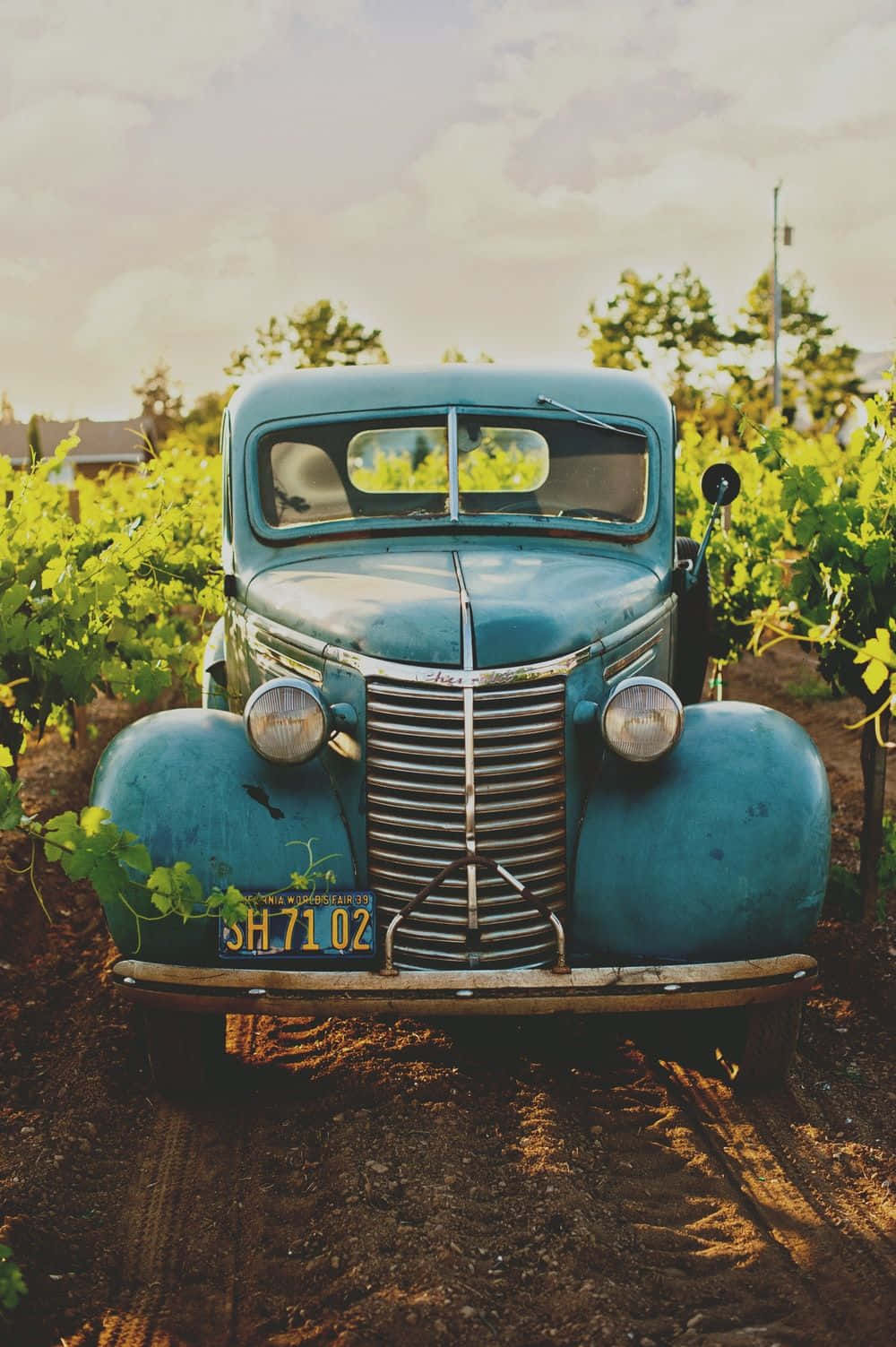 An Old Blue Car Parked In A Vineyard