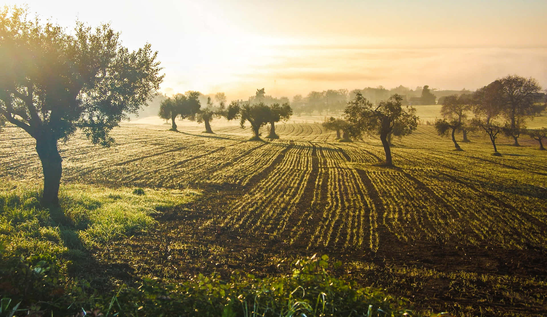 An Old Olive Tree In A Sunlit Field. Background