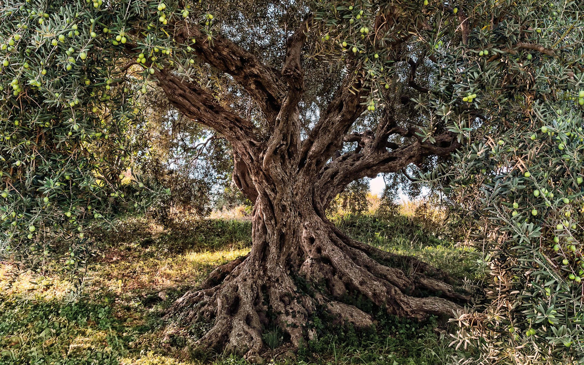 An Old Olive Tree With Bare Branches Against A Clear Blue Sky. Background