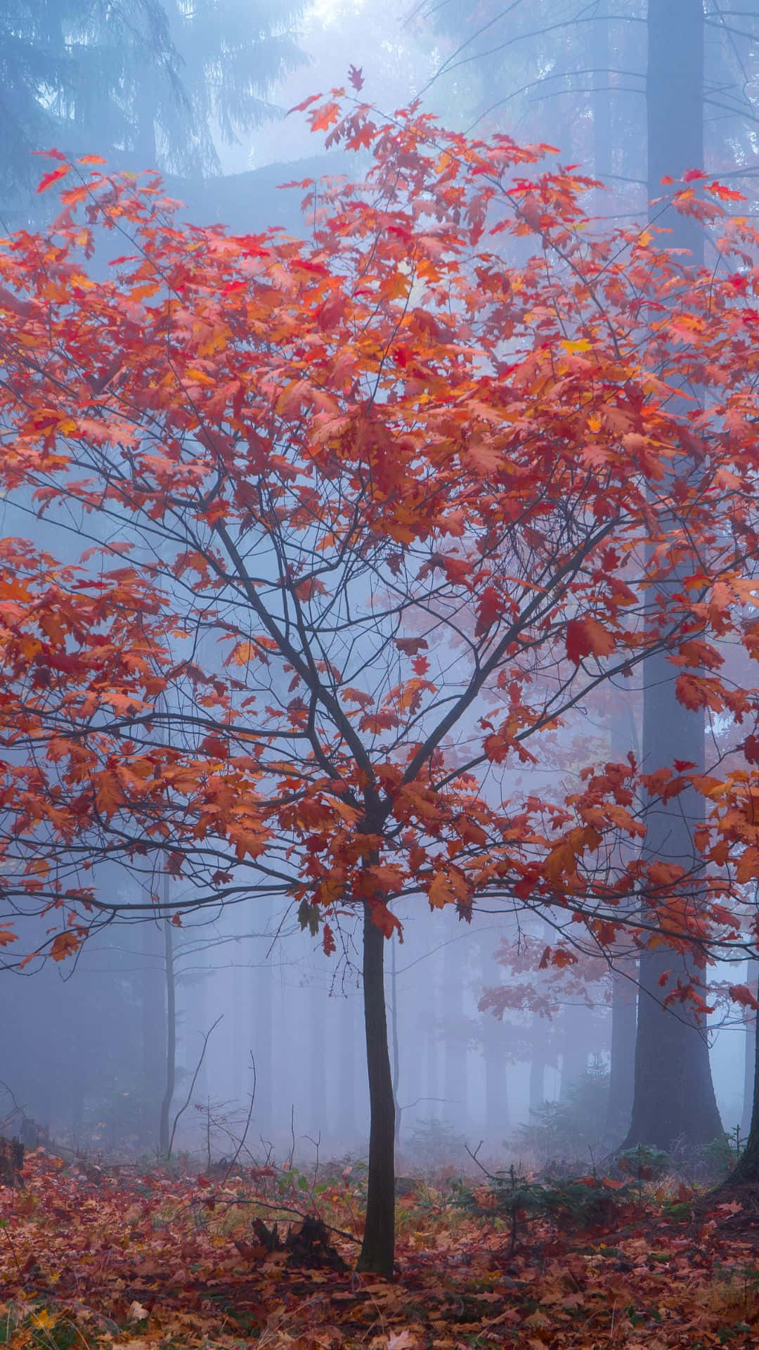 An Old Red Tree Stands Alone In The Serene Outdoors. Background