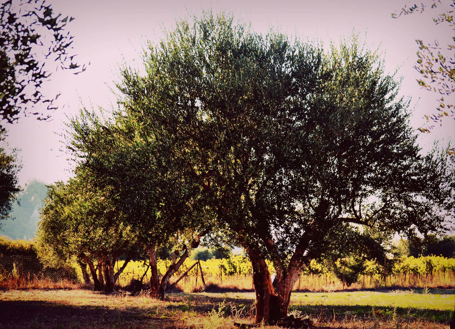 An Olive Tree Silhouette Against A Skylit Sunset Background