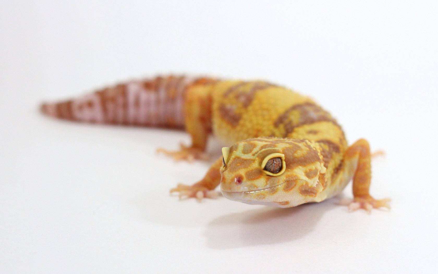 An Orange Leopard Gecko Poses For A Picture Background