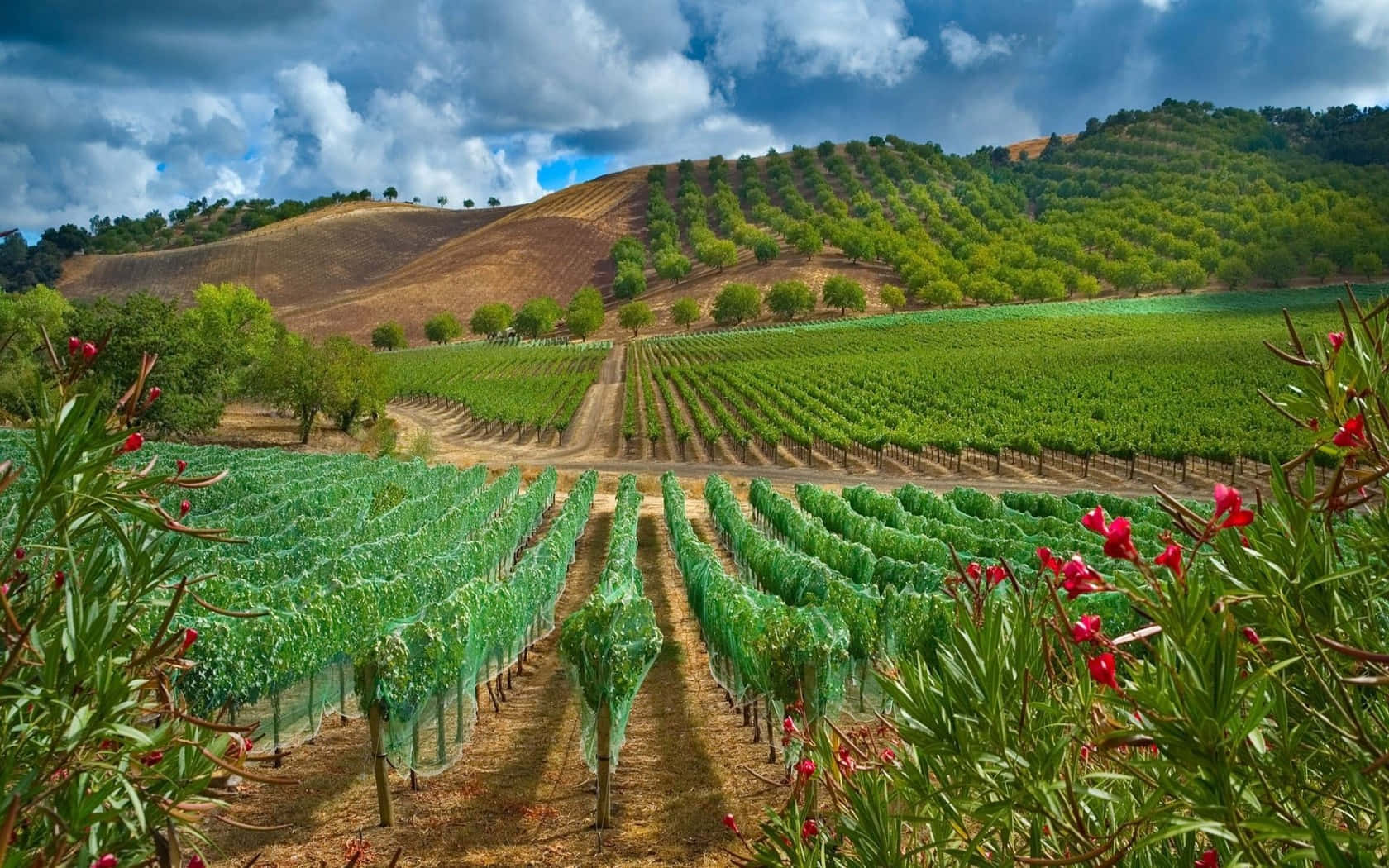 An Orchard Vineyard Background