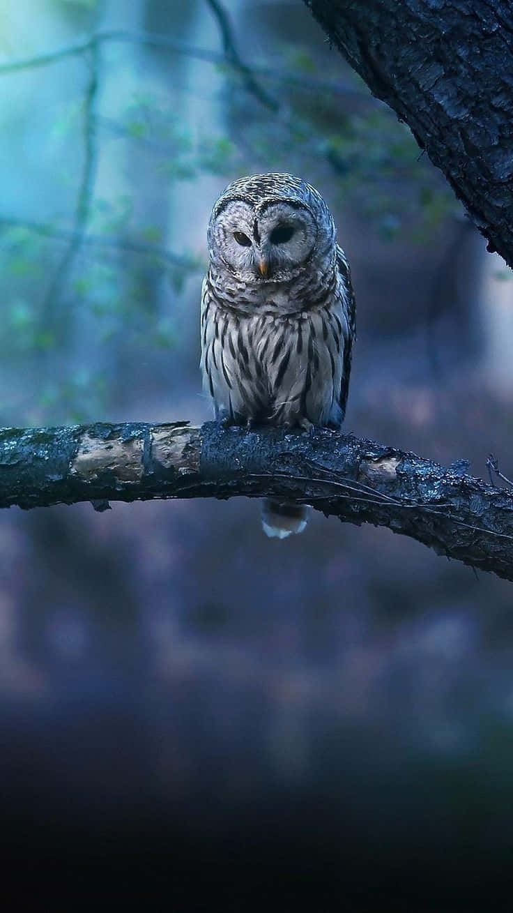 An Owl Phone, Stay Connected To The World Of Technology Background
