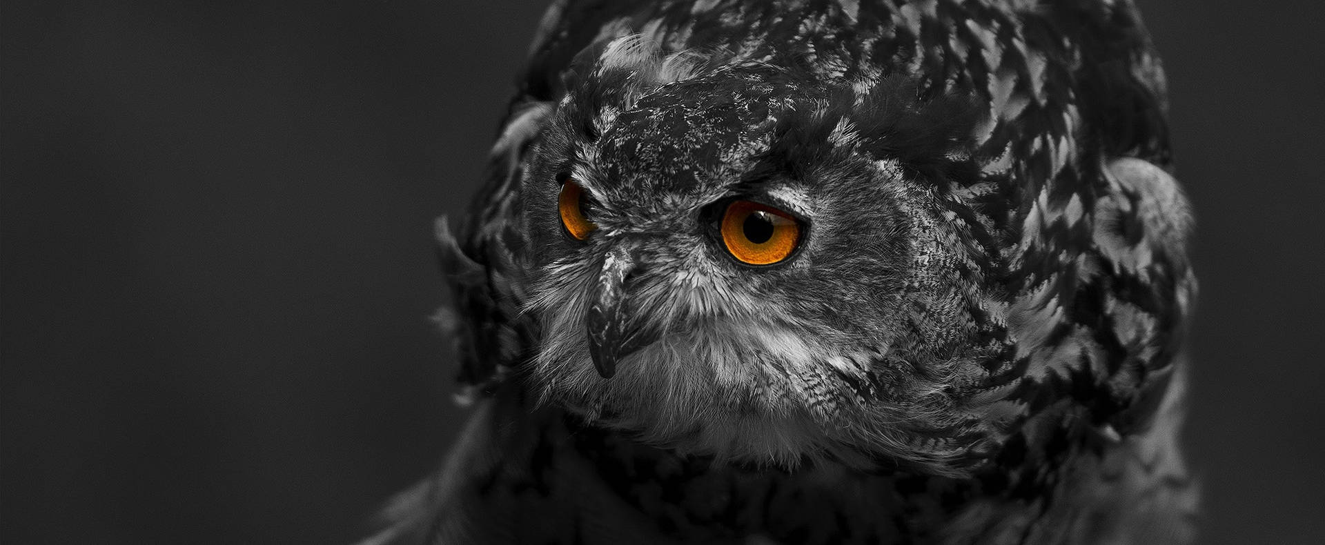 An Owl's Intent Gaze Amidst A Swirl Of Darkness Background