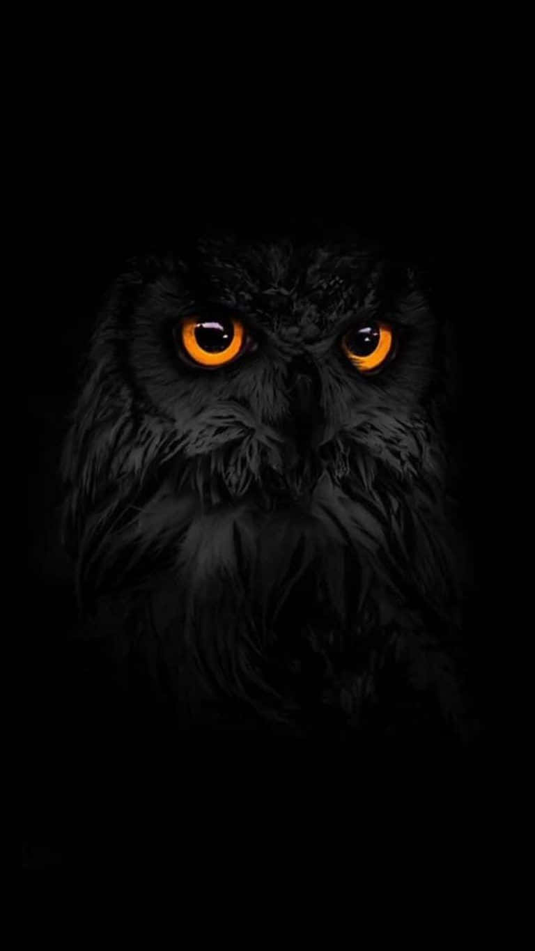 An Owl With Orange Eyes In The Dark Background