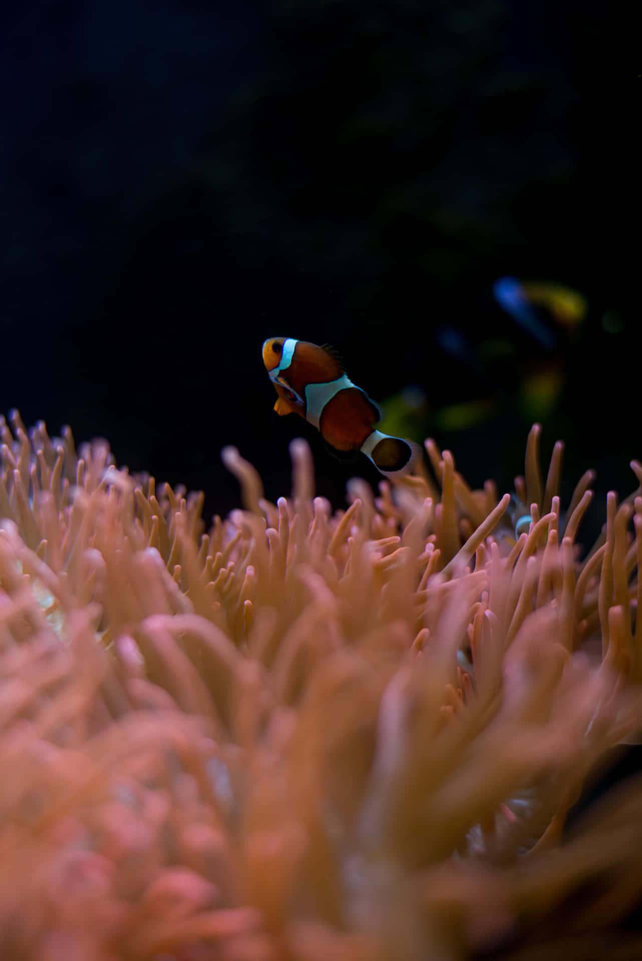 An Underwater Love Affair Between Vibrant Clownfish And A Rose Gold Iphone Background