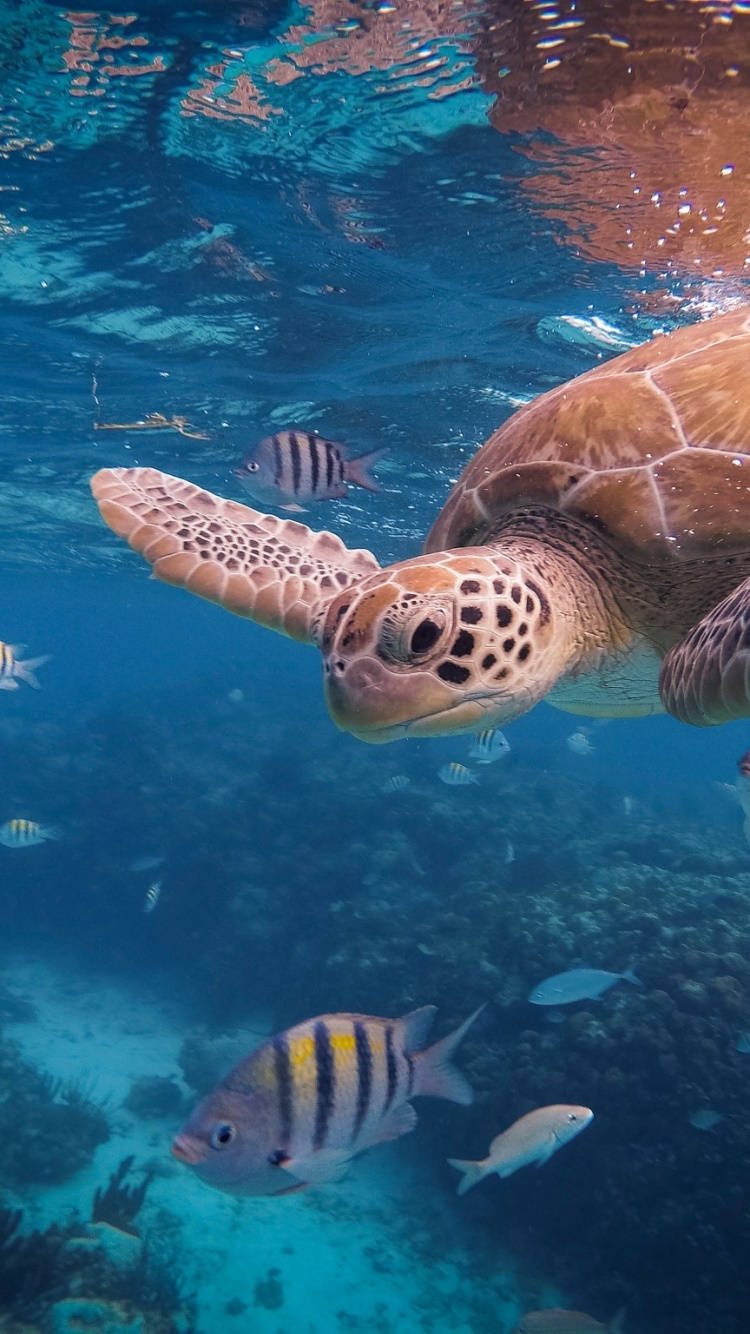 An Underwater Scene Featuring A Sea Turtle Background