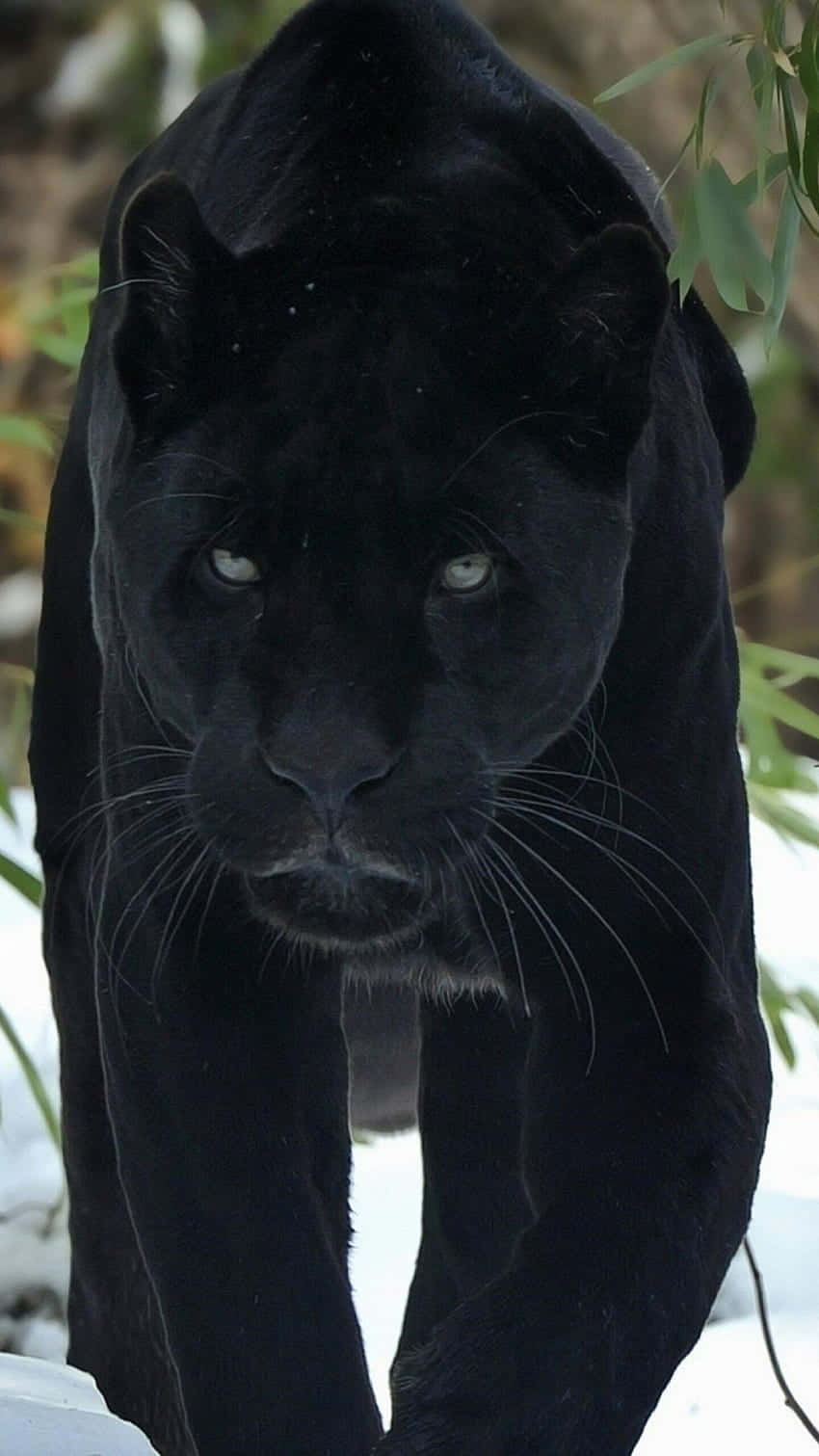 An Unmovable Force, The Majestic Black Jaguar Background