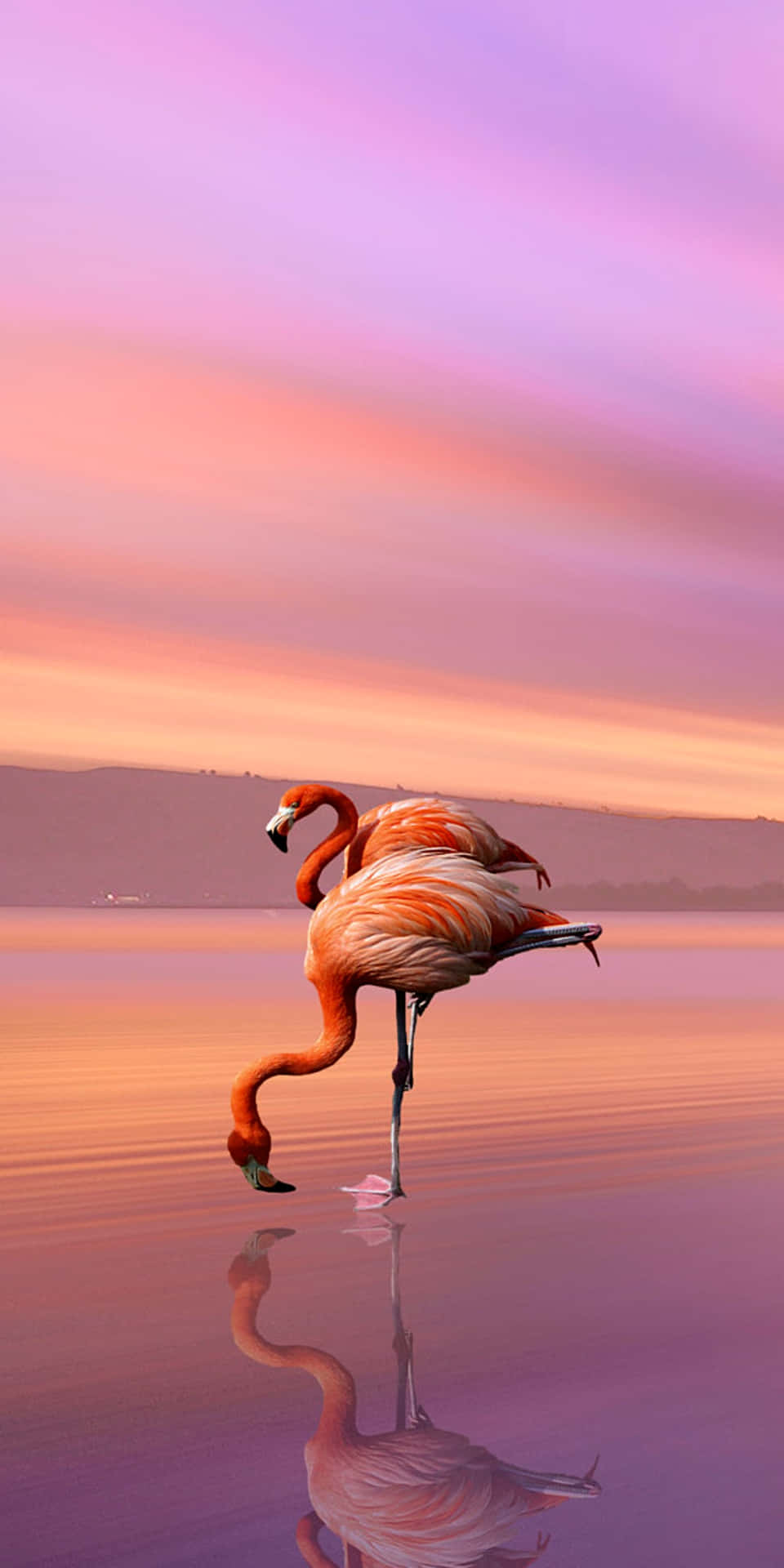 An Unusually Pink-hued, Solitary Flamingo Stands Among The Marshy Waters - A Captivating Sight. Background