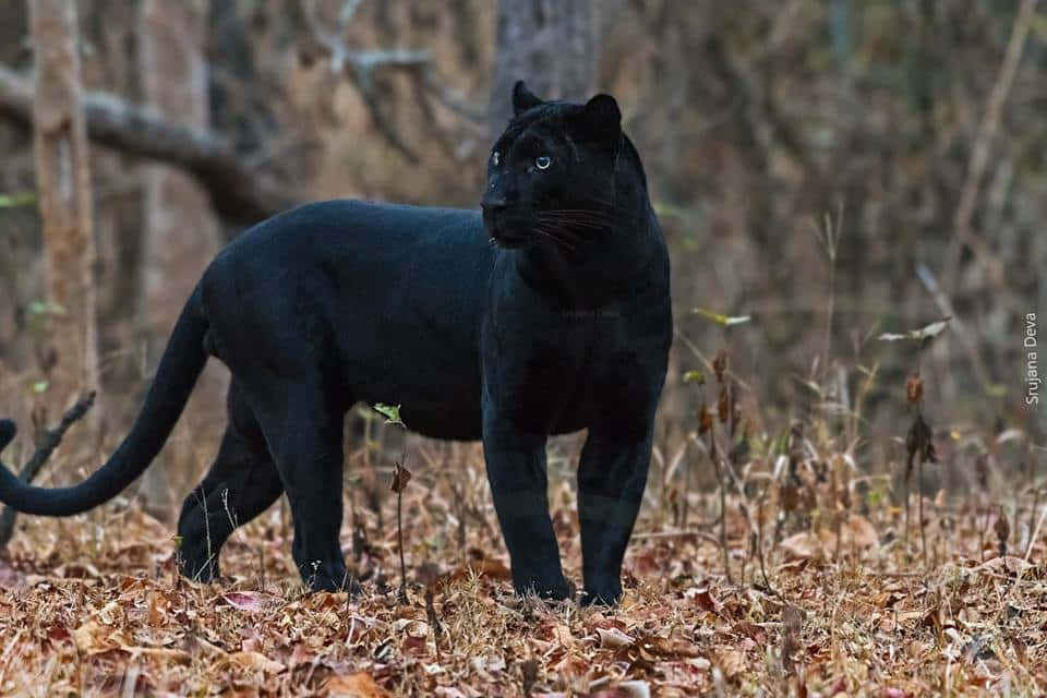 An Up Close Glimpse Of A Majestic Black Leopard Background