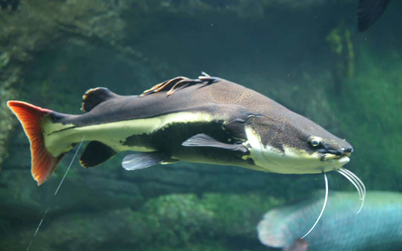 An Up-close Look At A Catfish