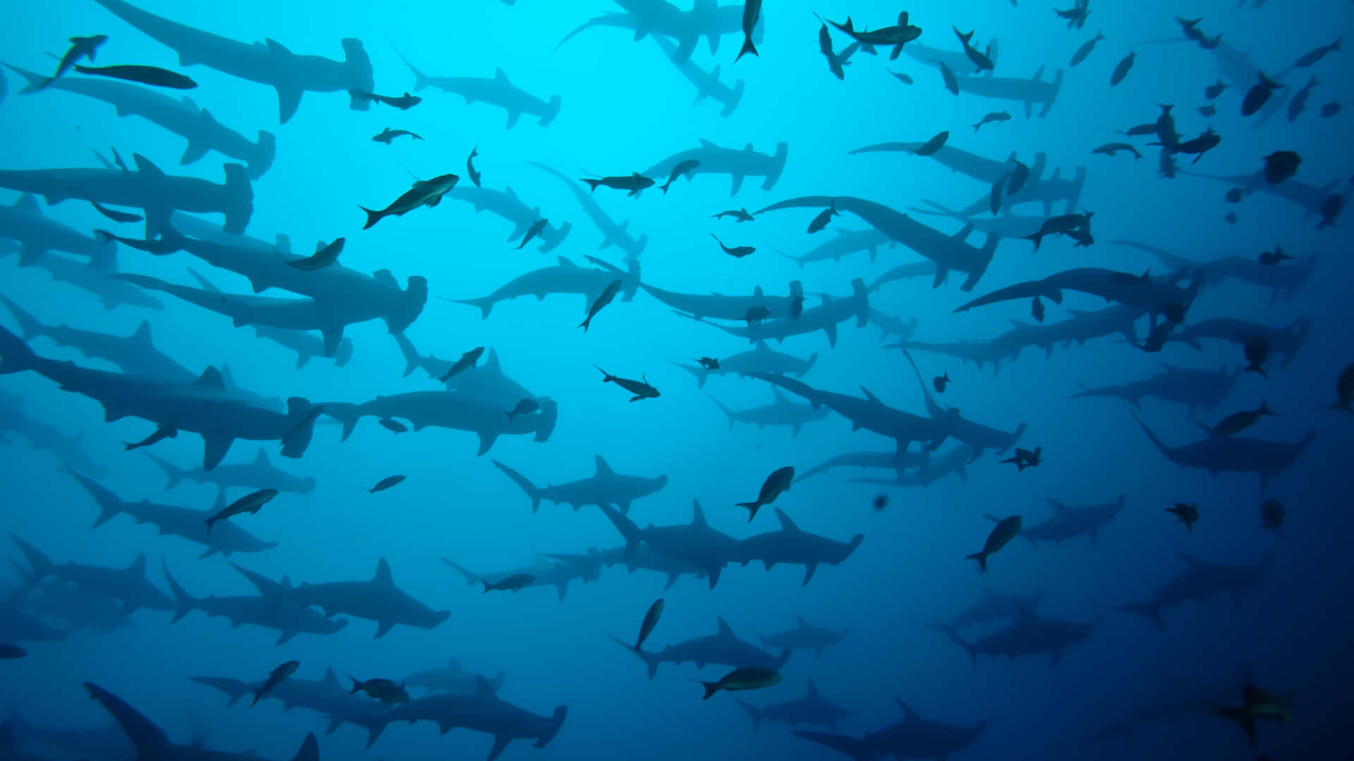 An Up-close Look At A Hammerhead Shark Background