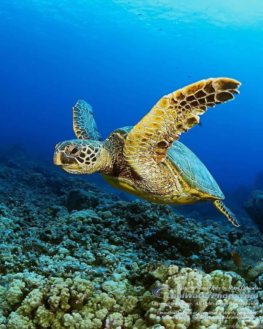 An Up-close Look Of A Beautiful Turtle