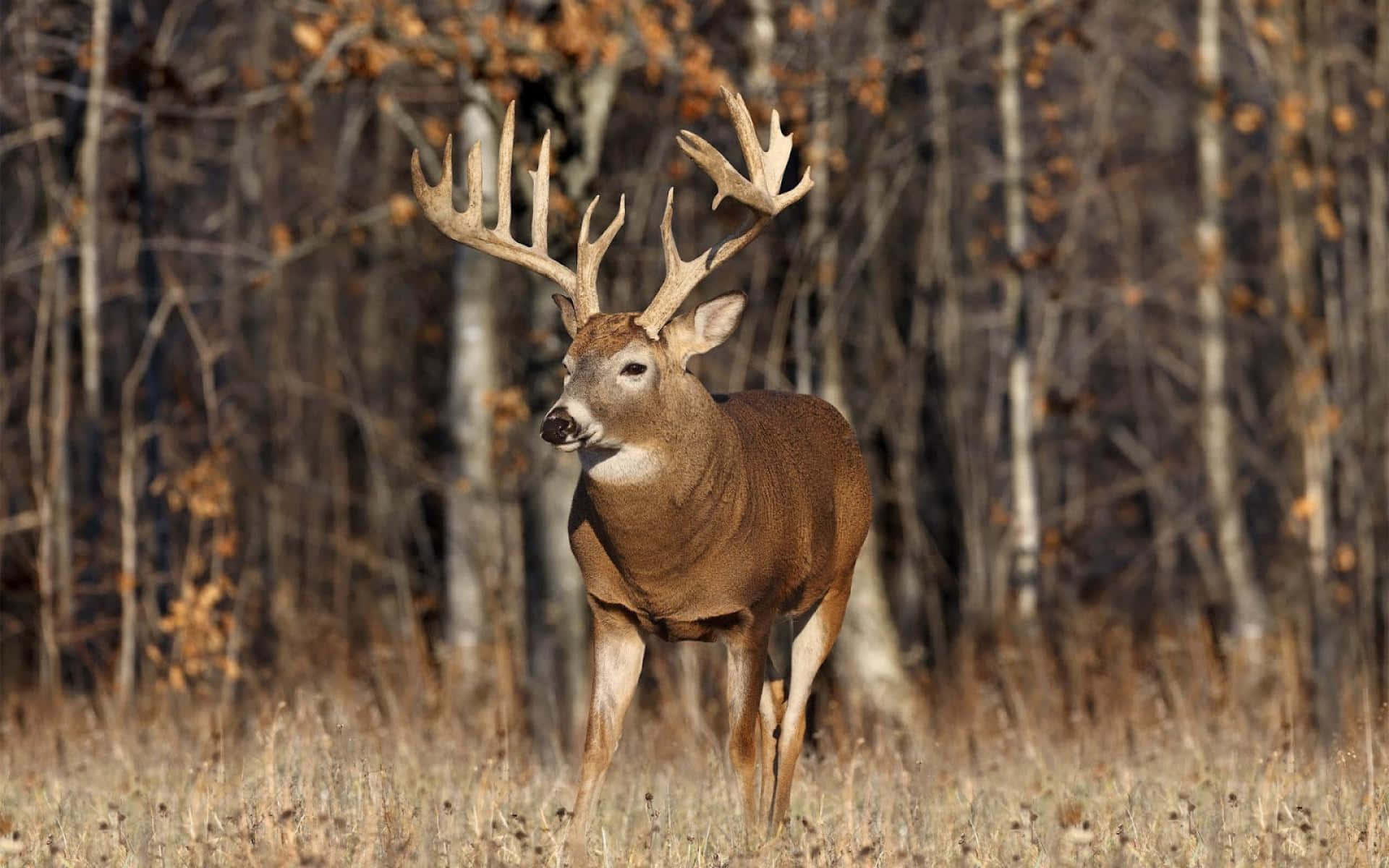 An Up-close View Of A Buck In Its Natural Habitat. Background