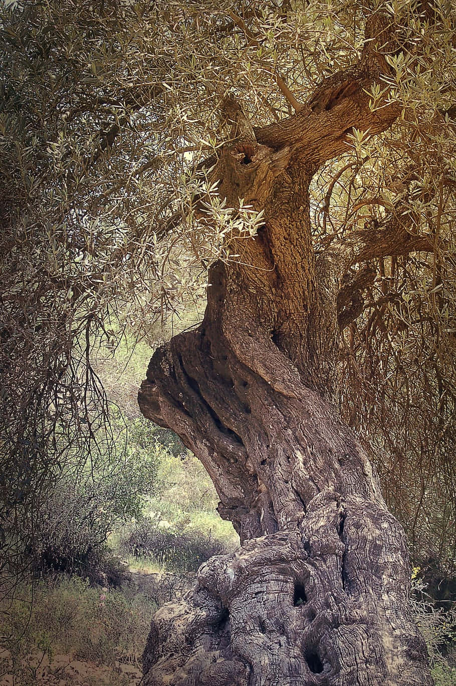 An Uplifting View Of An Olive Tree Background