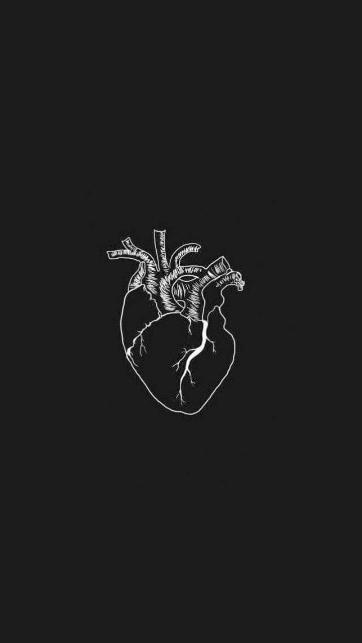 Anatomical Black And White Heart Background