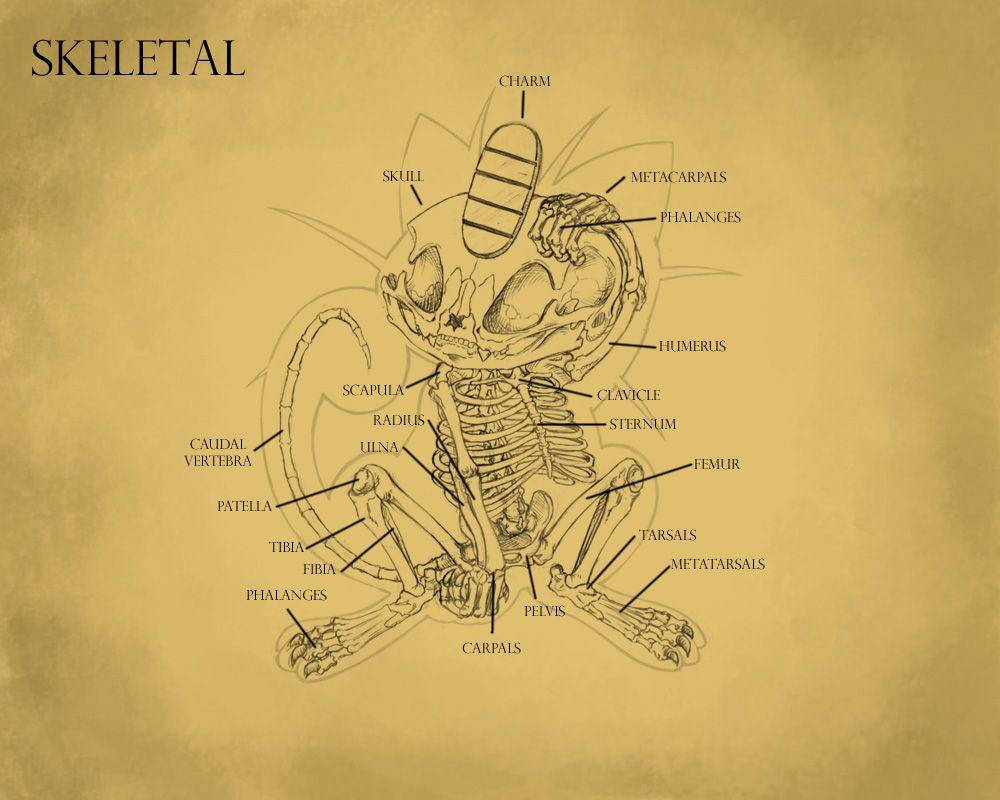 Anatomical Skeletal Meowth Background