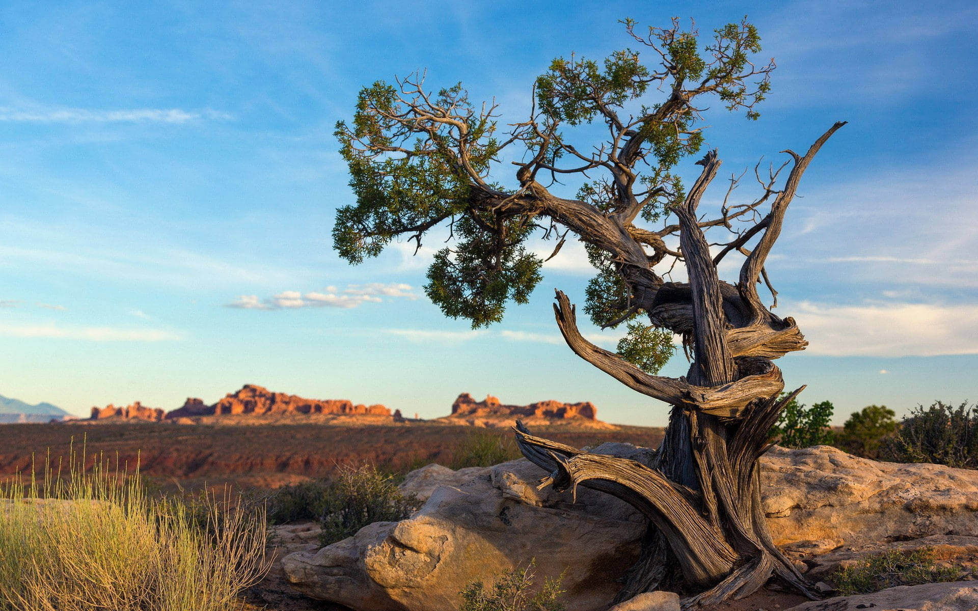 Ancient Tree At Arches National Park Background