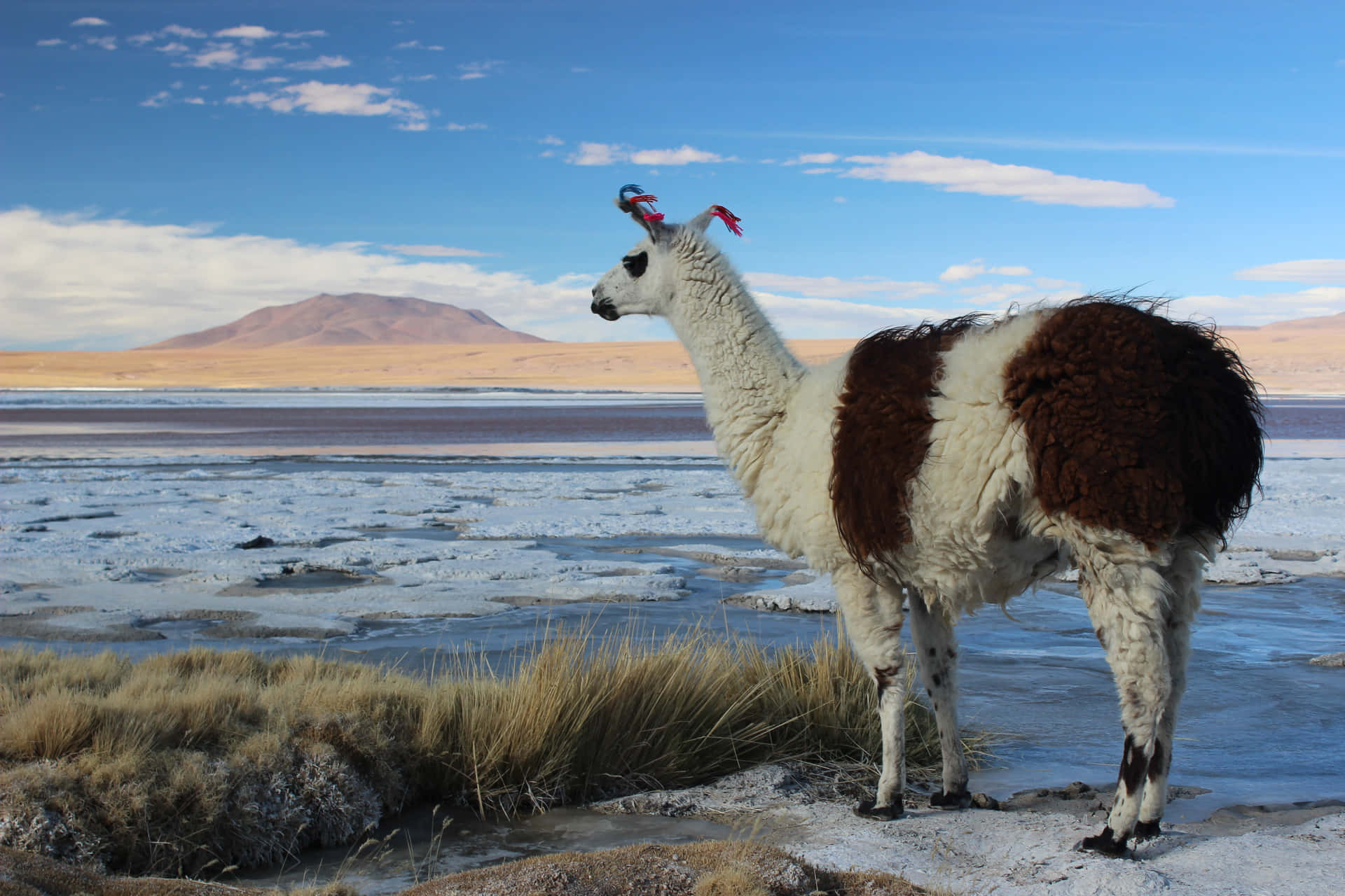 Andean_ Llama_by_ Salt_ Flat Background