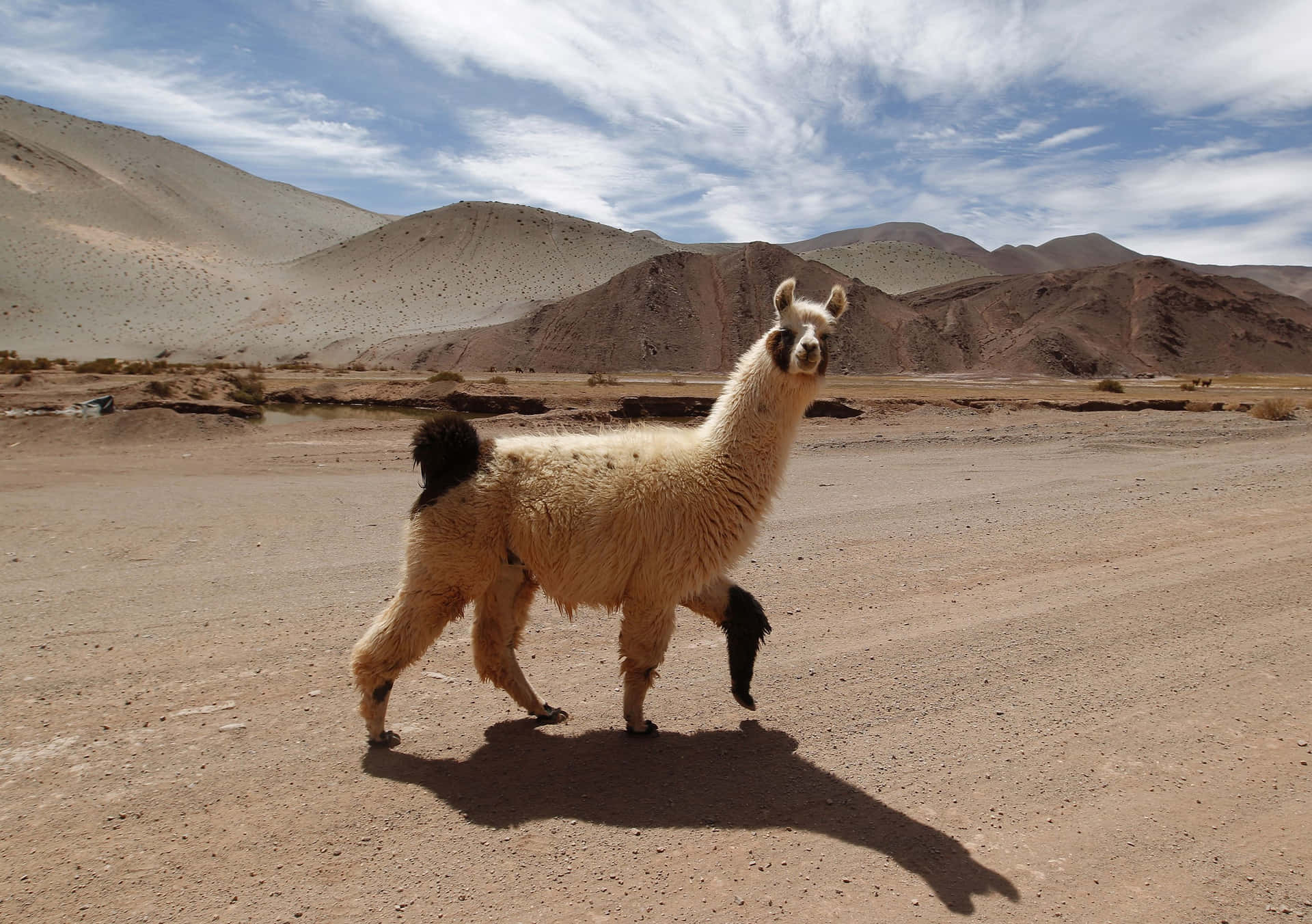 Andean_ Llama_ Standing_ Desert.jpg Background