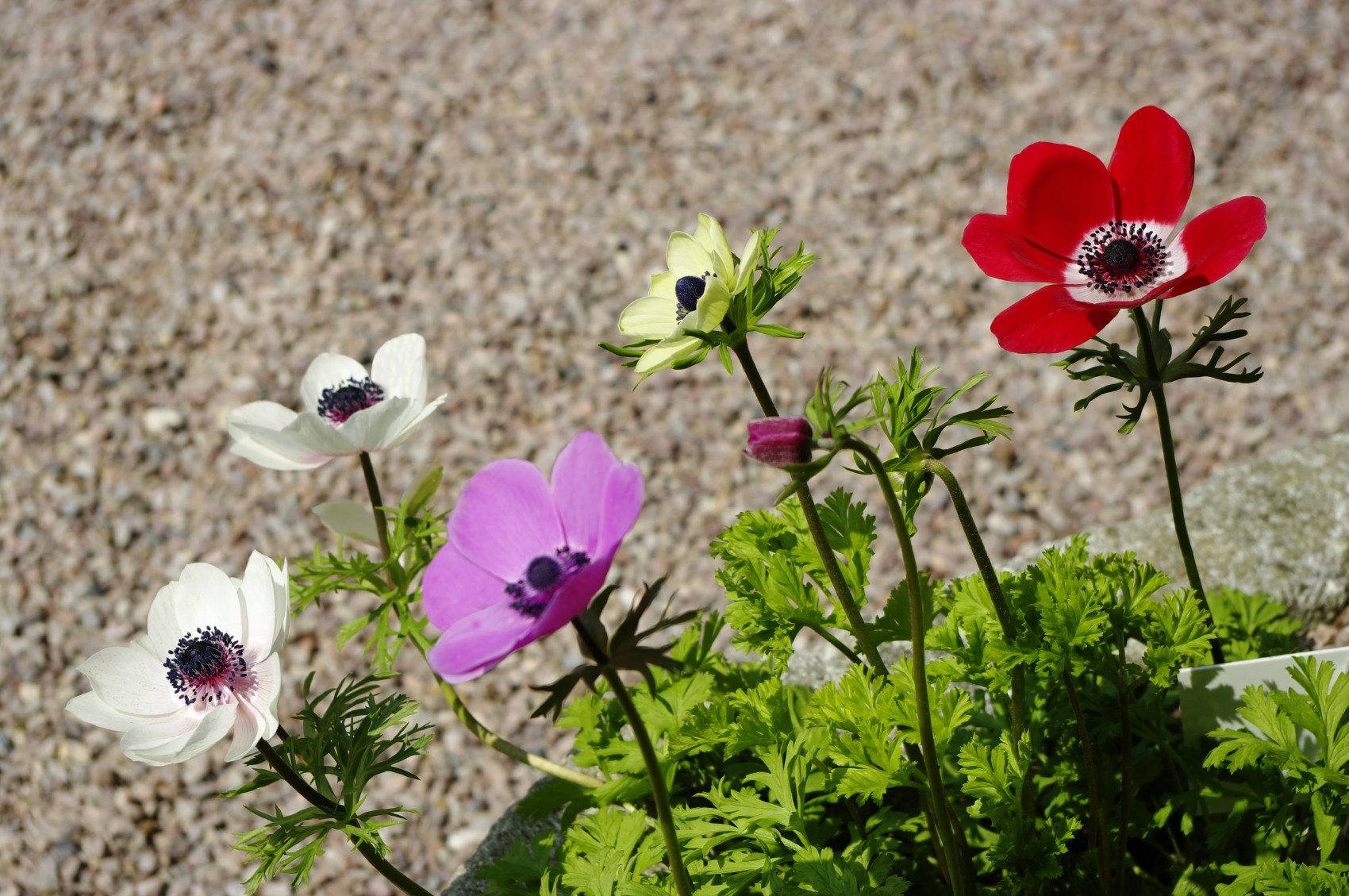 Anemone Flower Garden Background