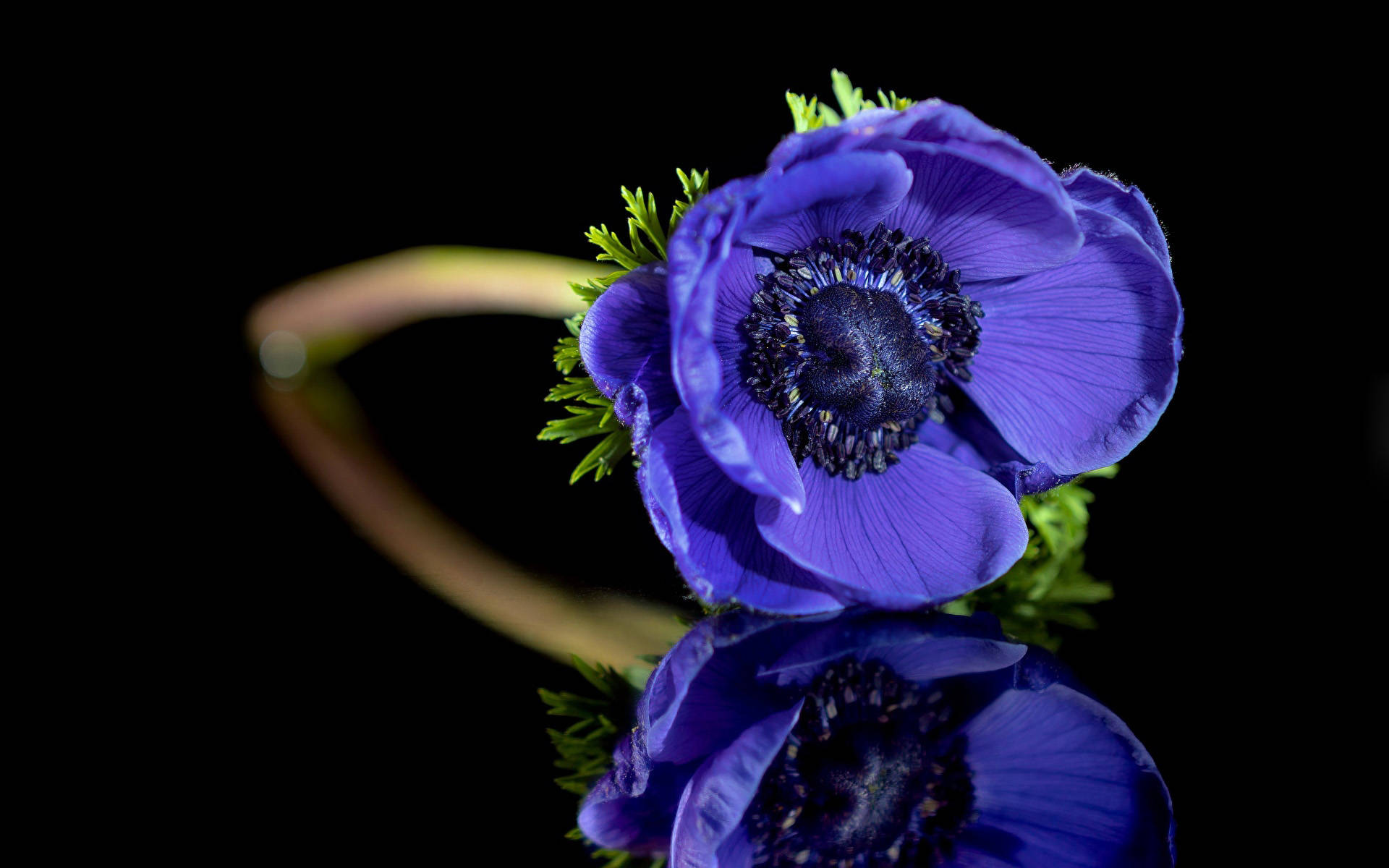 Anemone Flower In Magenta Background