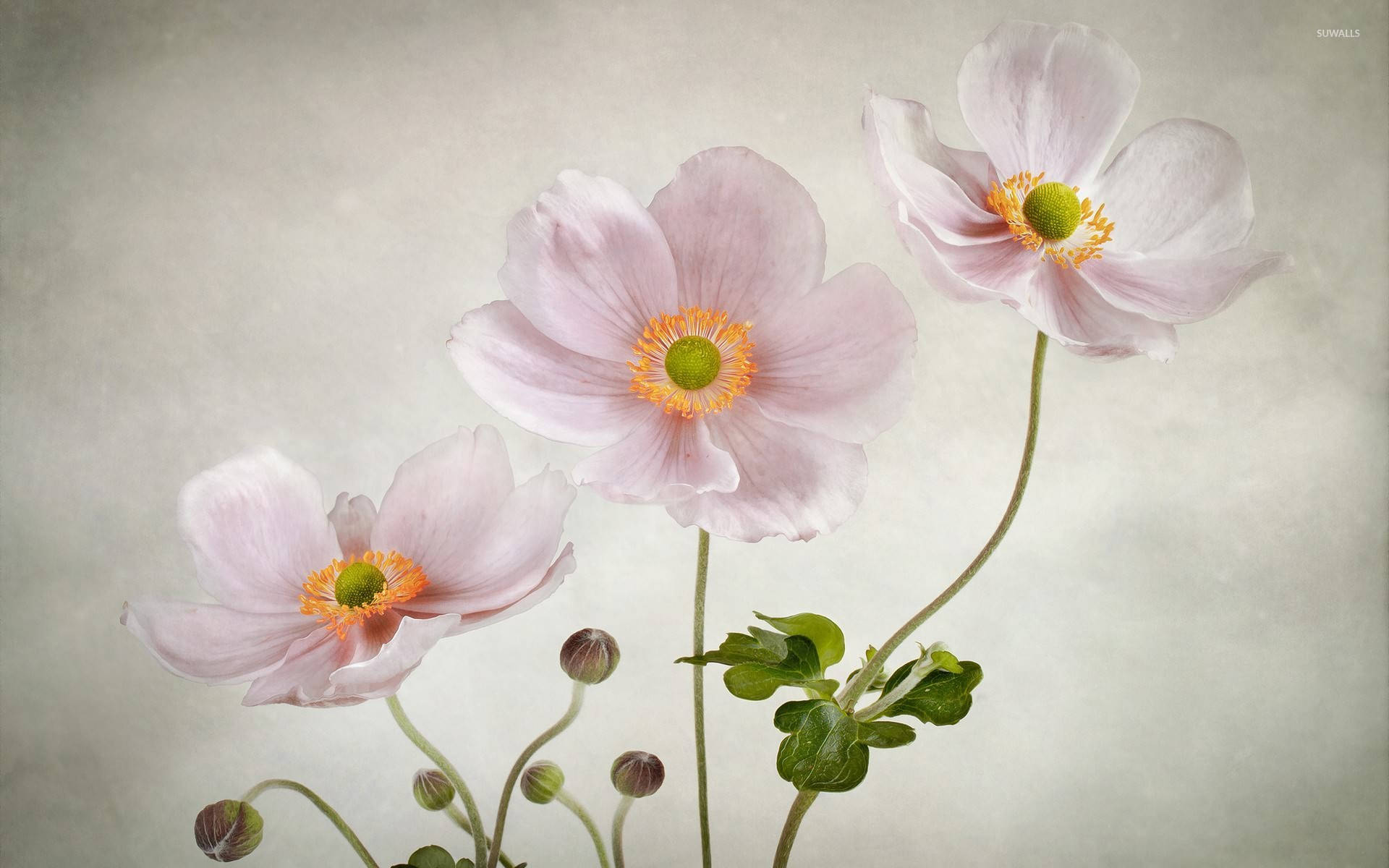Anemone Flower Painting Background